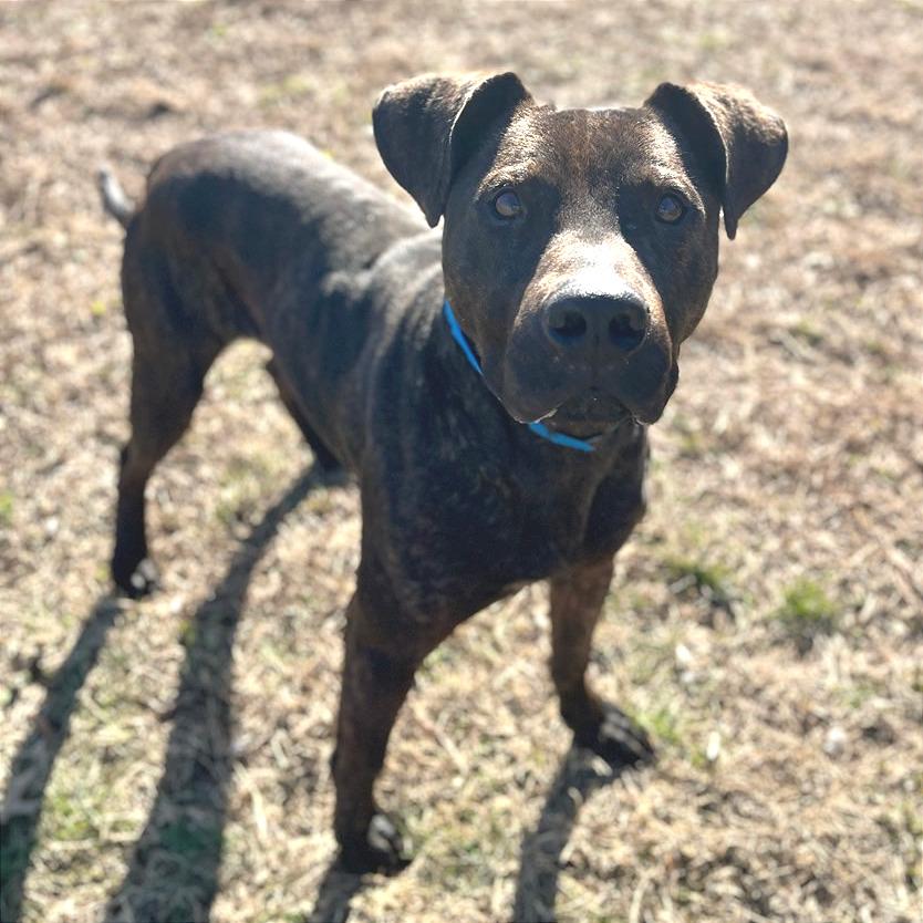 Enlarge Gravy, a Adoptable Mixed Breed in Chattanooga, TN image 2/5