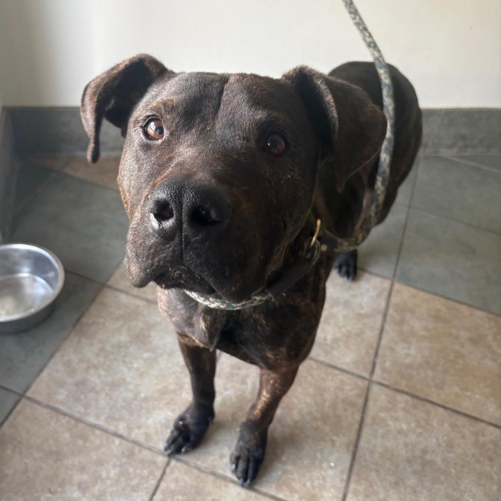 Enlarge Gravy, a Adoptable Mixed Breed in Chattanooga, TN image 3/5