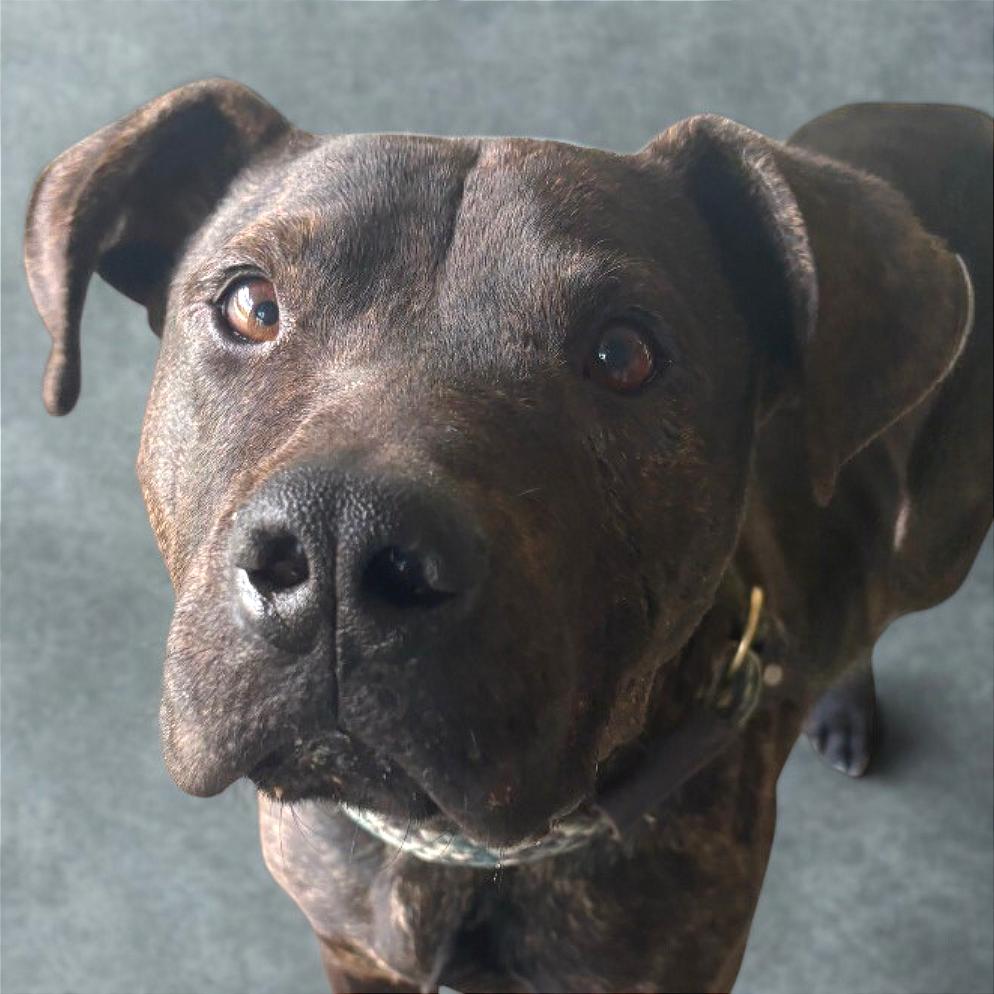 Enlarge Gravy, a Adoptable Mixed Breed in Chattanooga, TN image 4/5