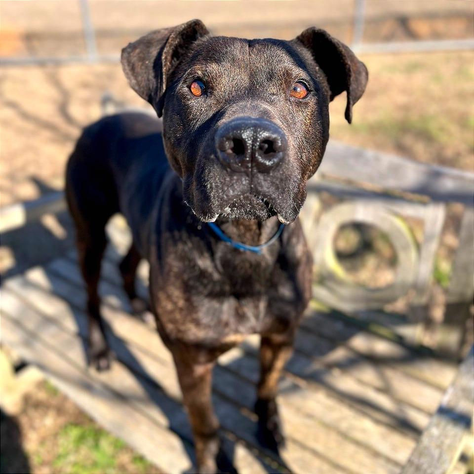 Enlarge Gravy, a Adoptable Mixed Breed in Chattanooga, TN image 5/5