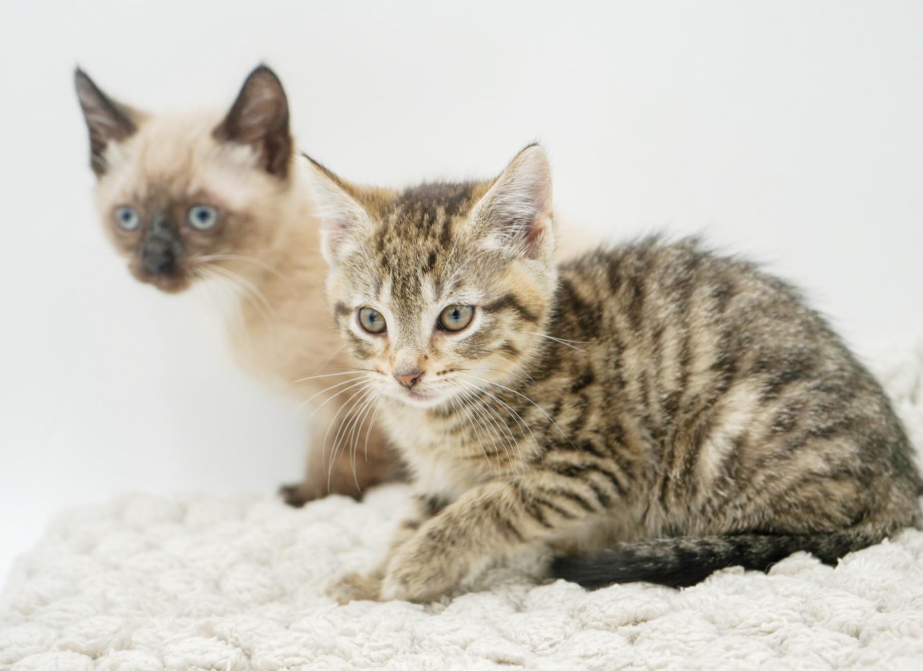 Sunflower And Skipper!  thumbnail 2