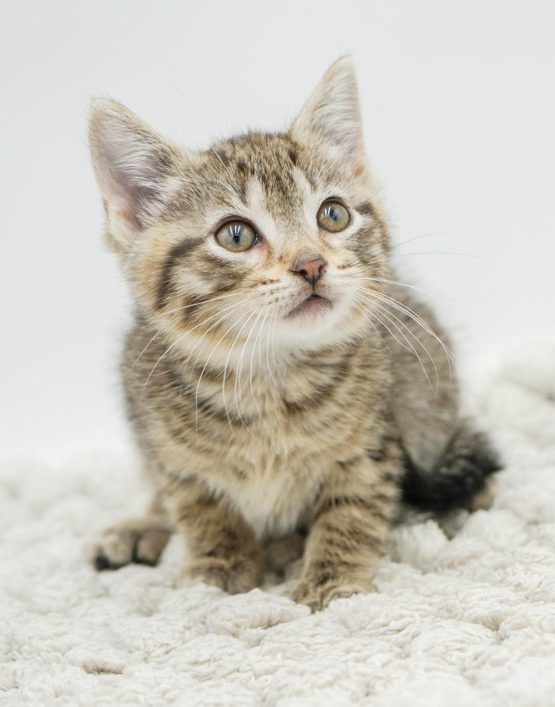 Sunflower And Skipper!  thumbnail 3