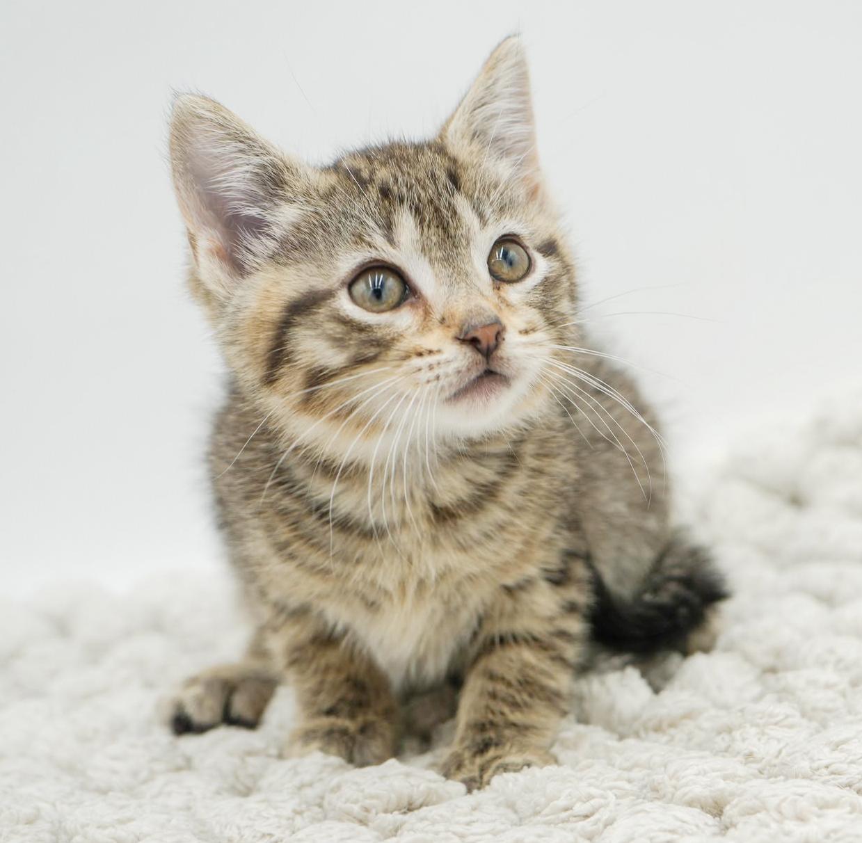 Sunflower And Skipper!  thumbnail 4