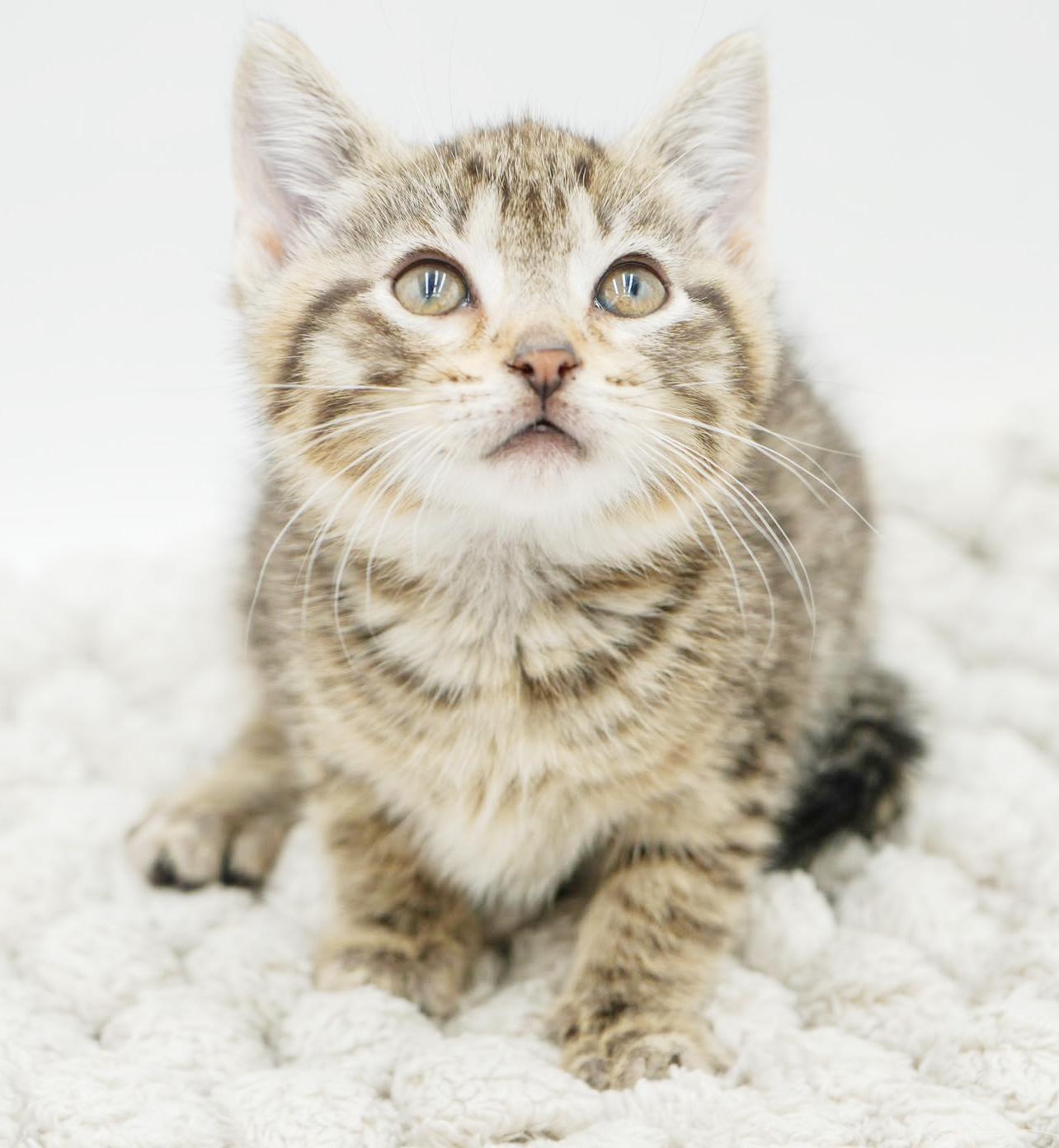 Sunflower And Skipper!  thumbnail 5