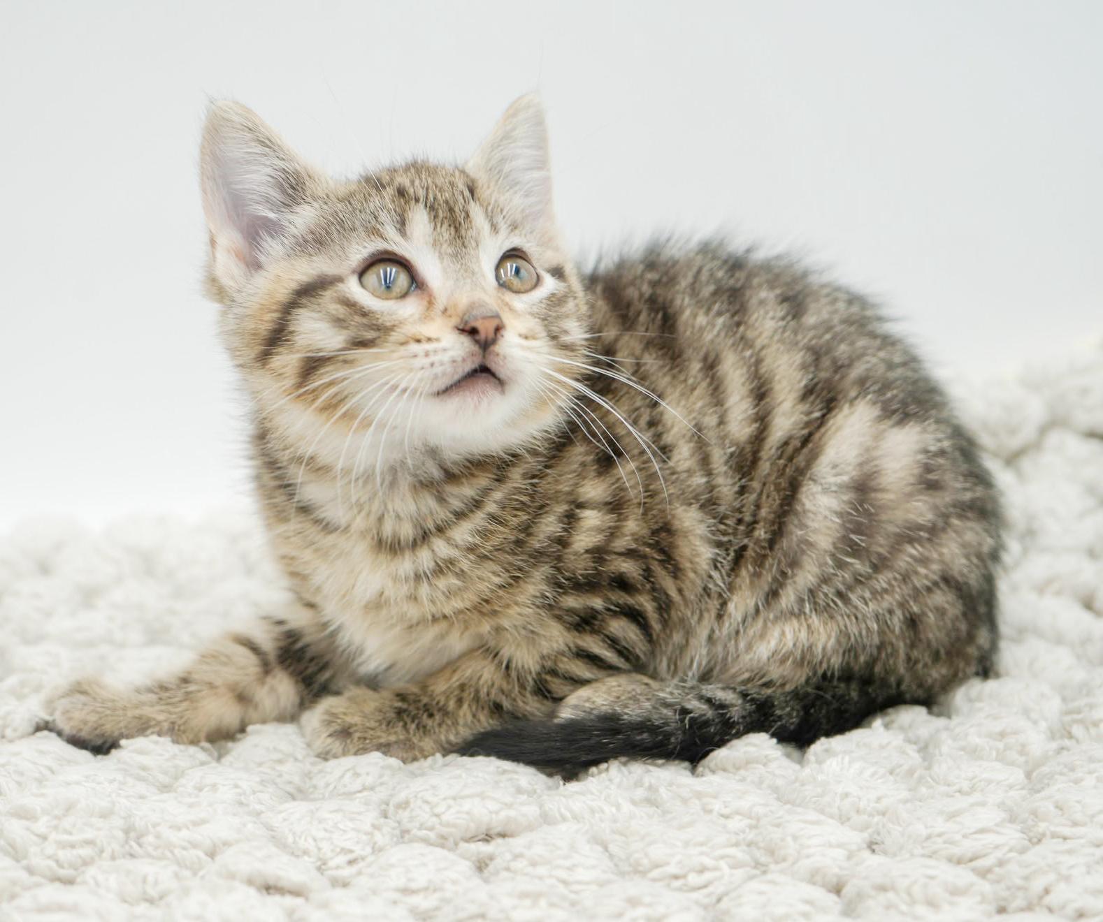 Sunflower And Skipper!  thumbnail 7