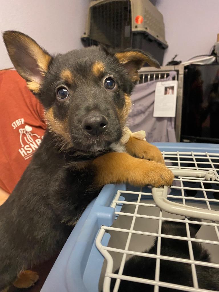Orange, Adoptable, Puppy Male Shepherd.
