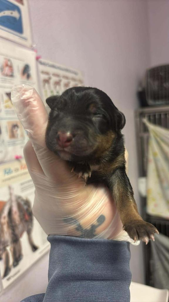 Enlarge Orange, a Adoptable Shepherd in New Braunfels, TX image 2/3