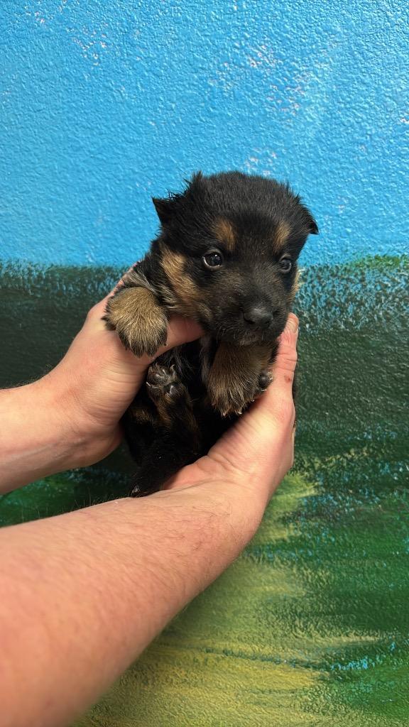 Enlarge Orange, a Adoptable Shepherd in New Braunfels, TX image 3/3