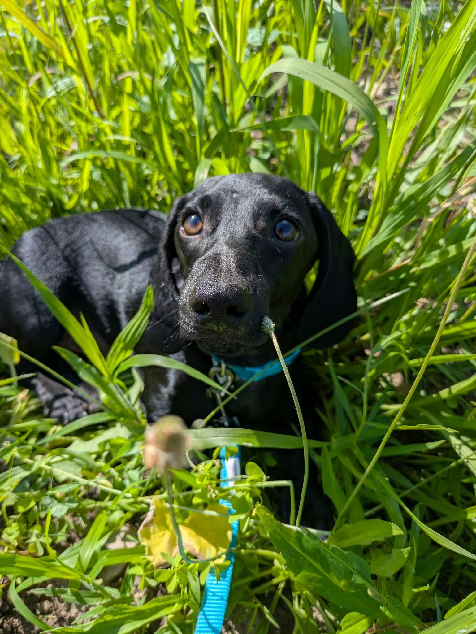 Dill, adopted, Puppy Male Dachshund.