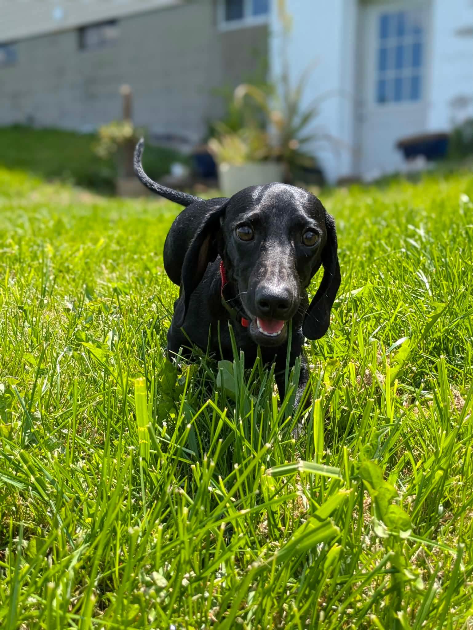 Enlarge Dill, an adopted Dachshund in Clay, NY image 2/3
