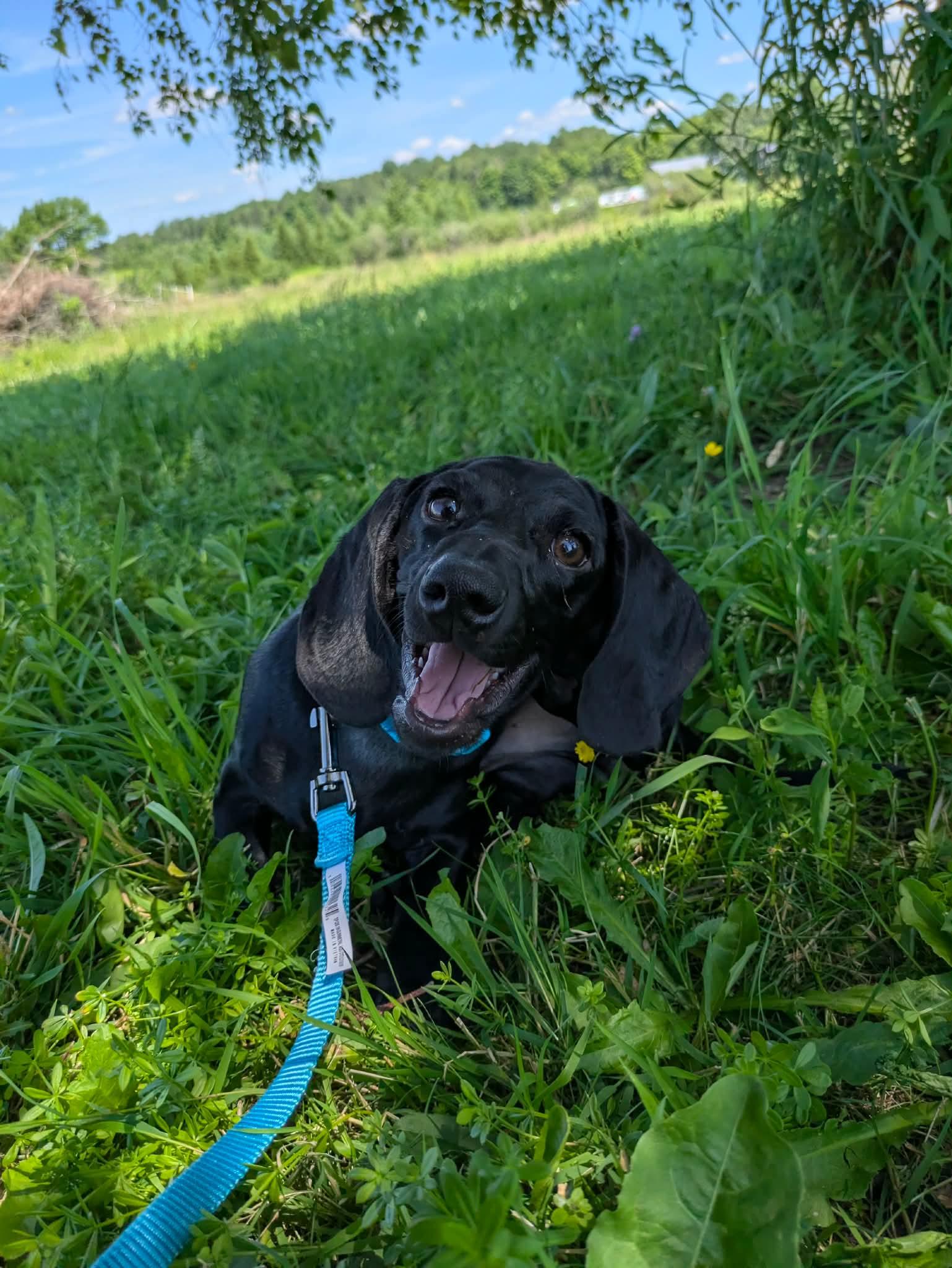 Enlarge Dill, an adopted Dachshund in Clay, NY image 3/3