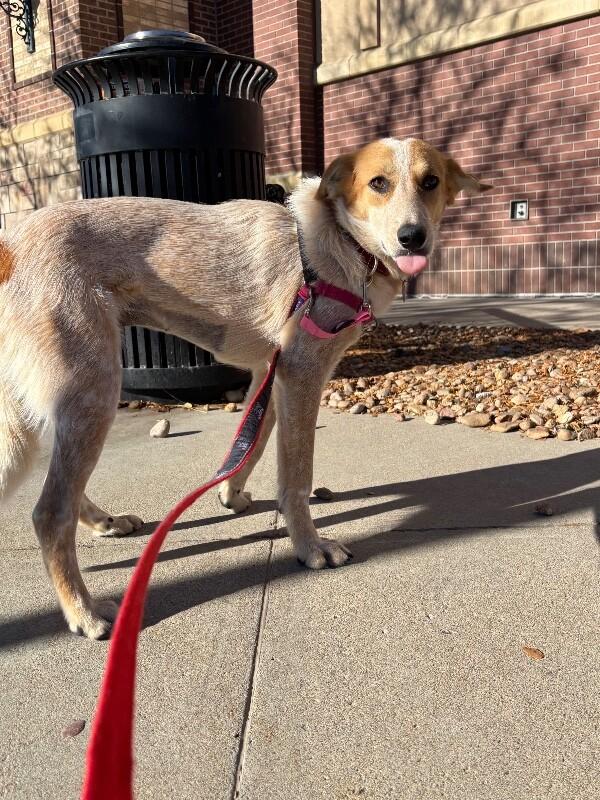 Devlin, Adoptable, Young Female Australian Cattle Dog / Blue Heeler & Mixed Breed.