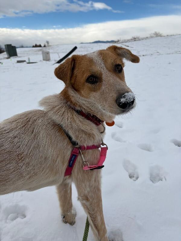 Enlarge Devlin, a Adoptable mixed breed in Fort Collins, CO image 2/6