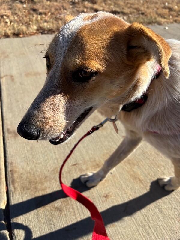 Enlarge Devlin, a Adoptable mixed breed in Fort Collins, CO image 3/6