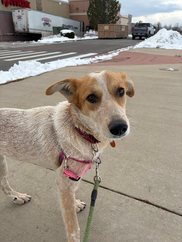 Enlarge Devlin, a Adoptable mixed breed in Fort Collins, CO image 4/6