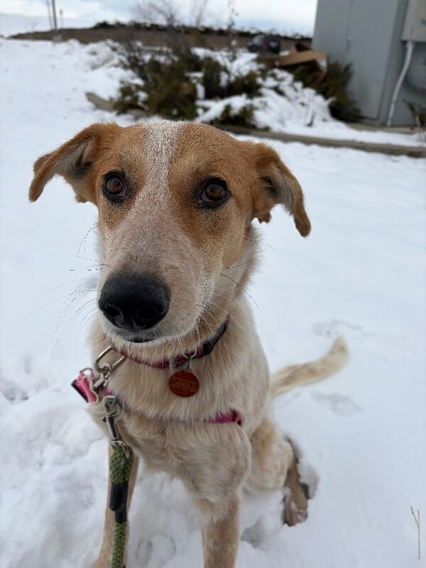 Enlarge Devlin, a Adoptable mixed breed in Fort Collins, CO image 6/6