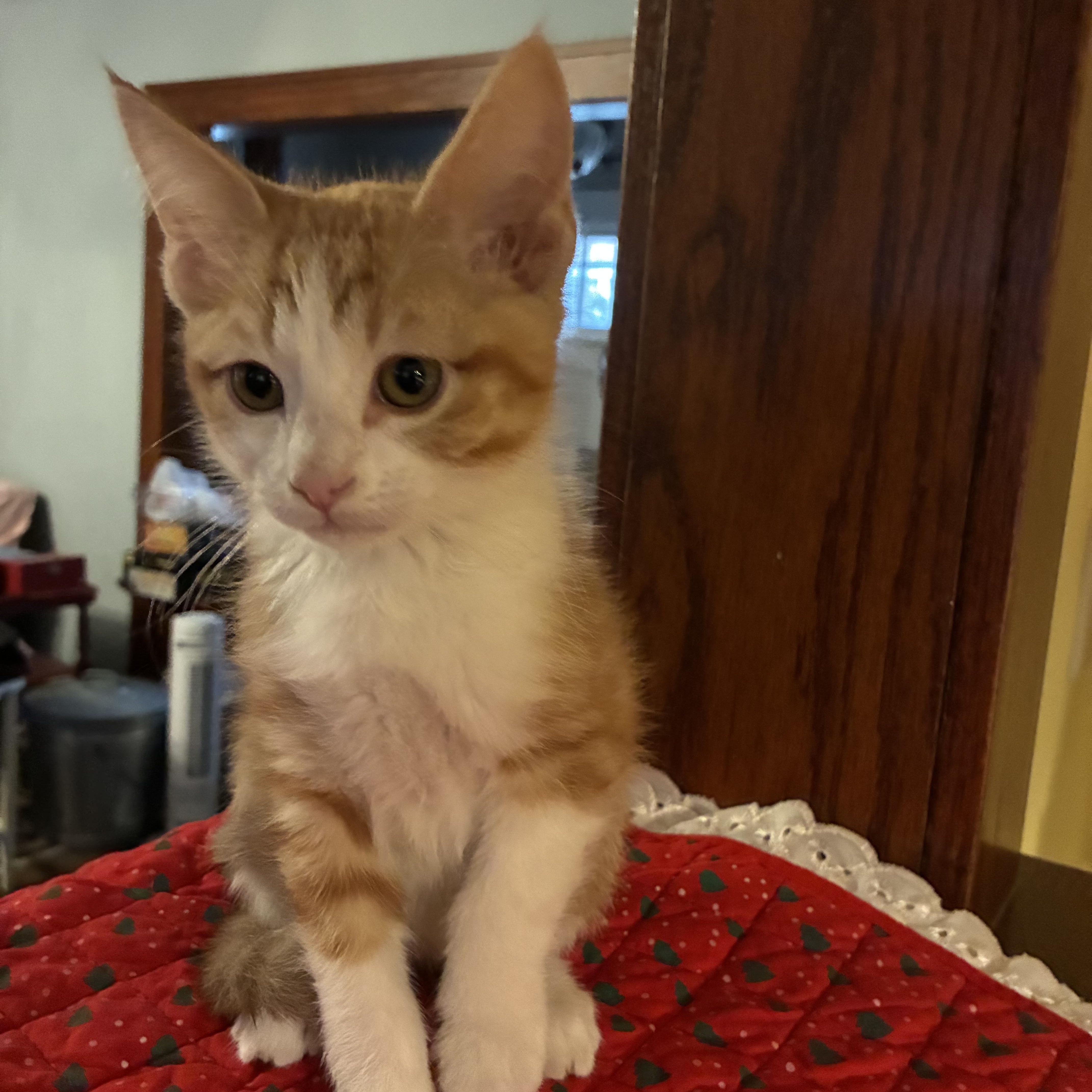 Enlarge Skippy, a Adoptable Domestic Short Hair in Peoria, IL image 1/1