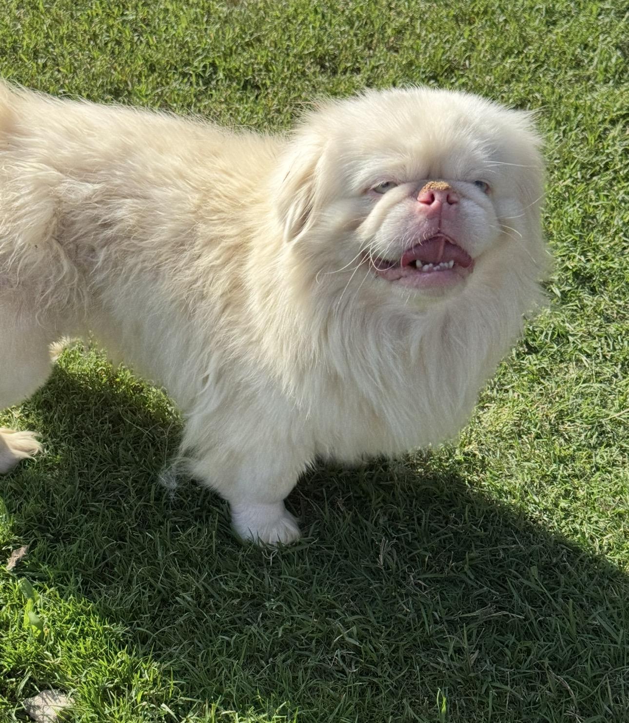 Enlarge Onyx, a ADOPTABLE Pekingese in Forney, TX image 1/3