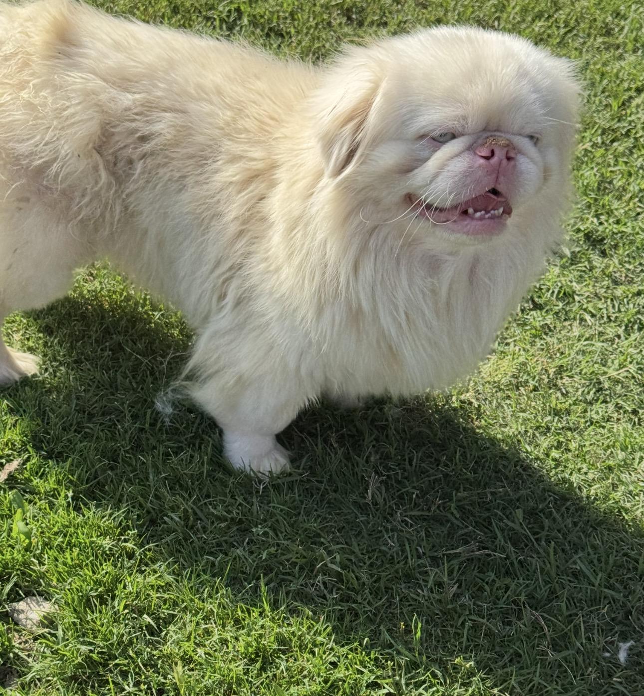 Enlarge Onyx, a ADOPTABLE Pekingese in Forney, TX image 3/3