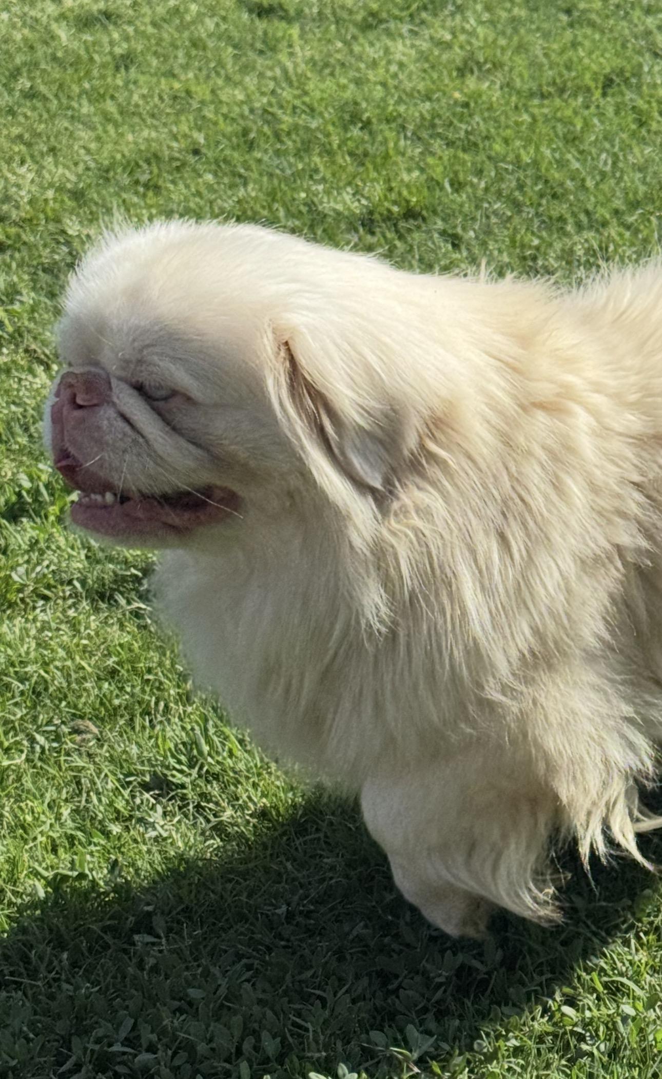 Enlarge Onyx, a ADOPTABLE Pekingese in Forney, TX image 2/3