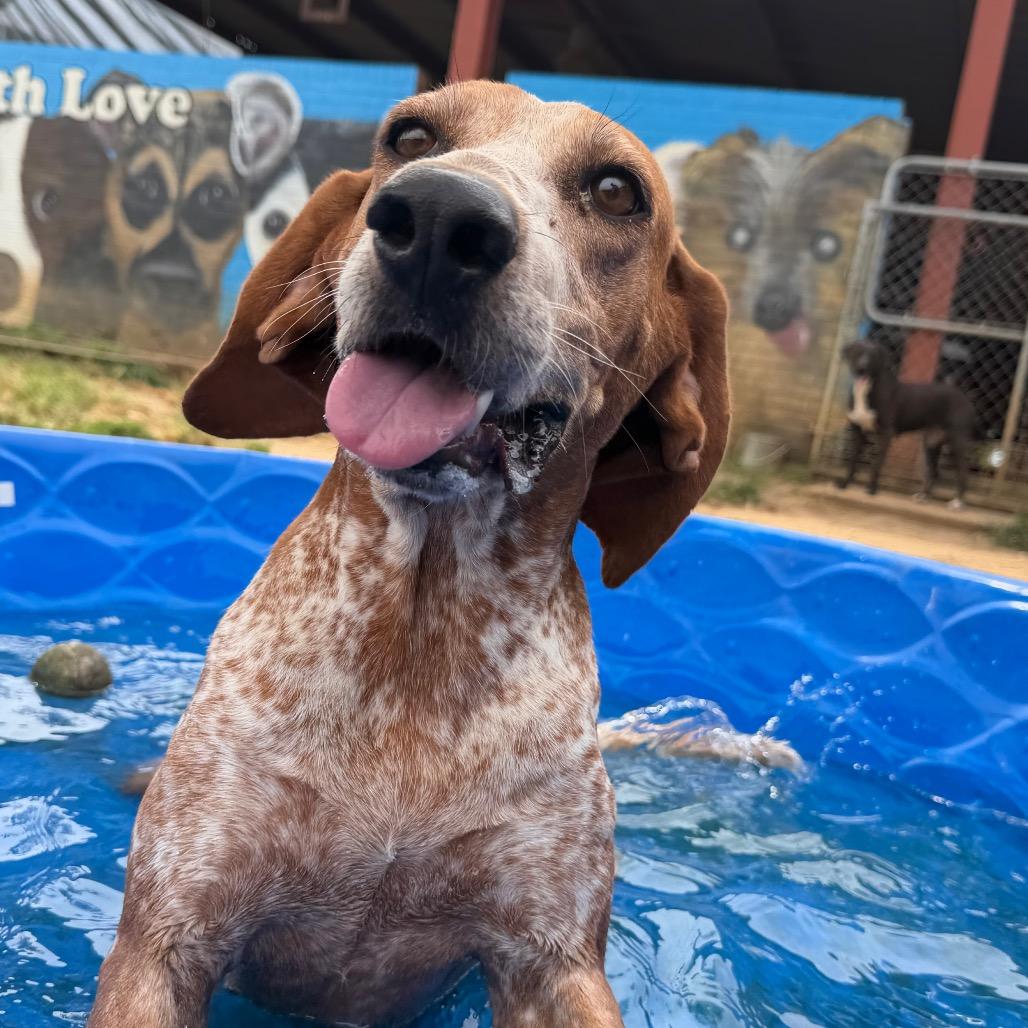 Little Ann, Adoptable, Adult Female Coonhound.