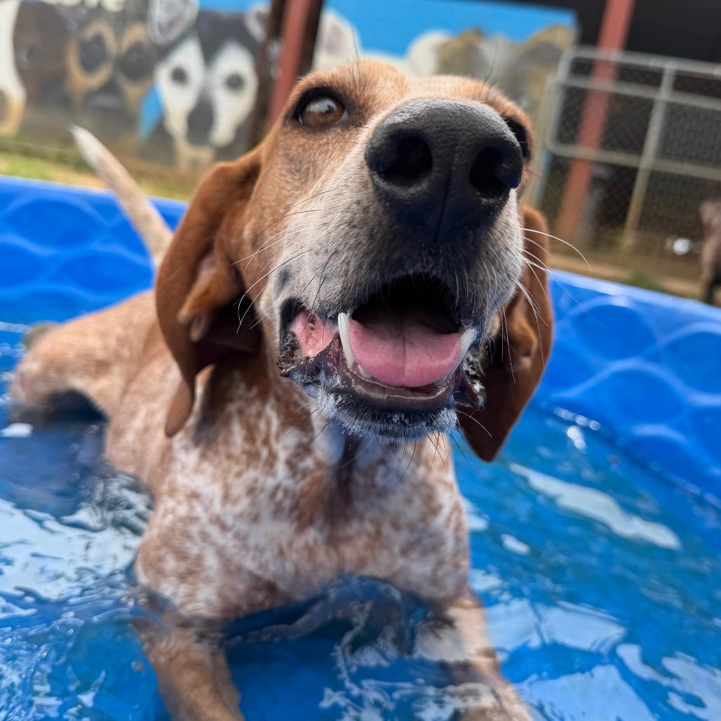 Enlarge Little Ann, a Adoptable Coonhound in West Point, MS image 2/6