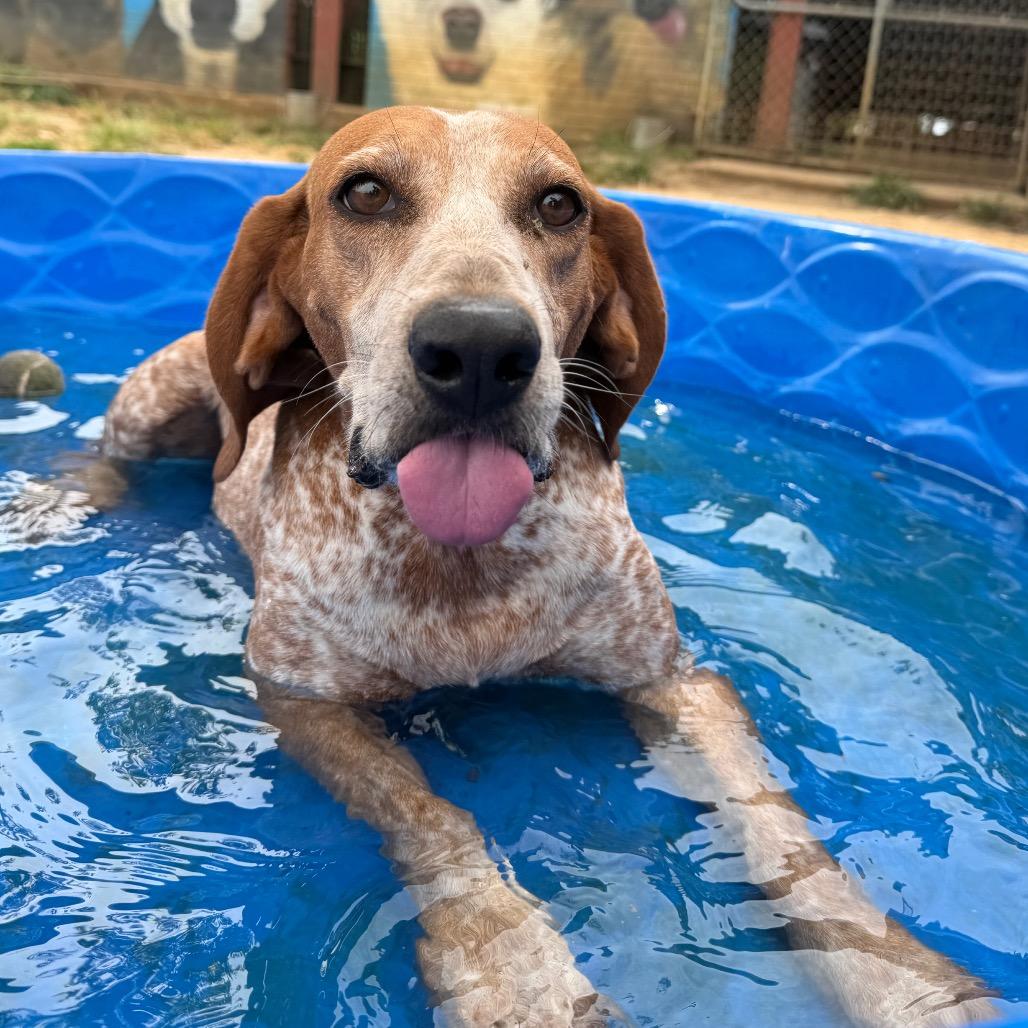 Enlarge Little Ann, a Adoptable Coonhound in West Point, MS image 3/6