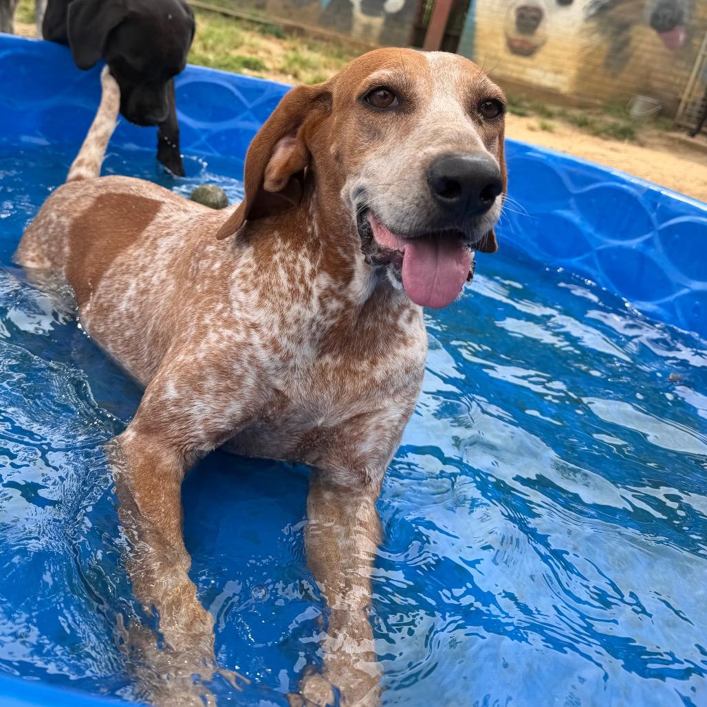 Enlarge Little Ann, a Adoptable Coonhound in West Point, MS image 4/6