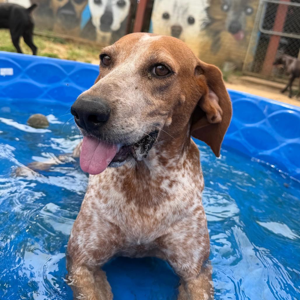Enlarge Little Ann, a Adoptable Coonhound in West Point, MS image 5/6