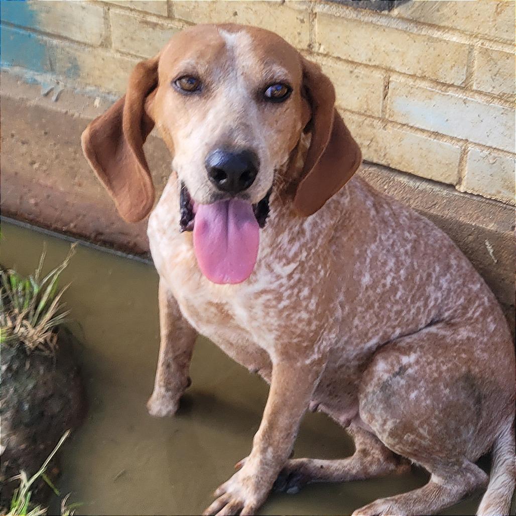 Enlarge Little Ann, a Adoptable Coonhound in West Point, MS image 6/6