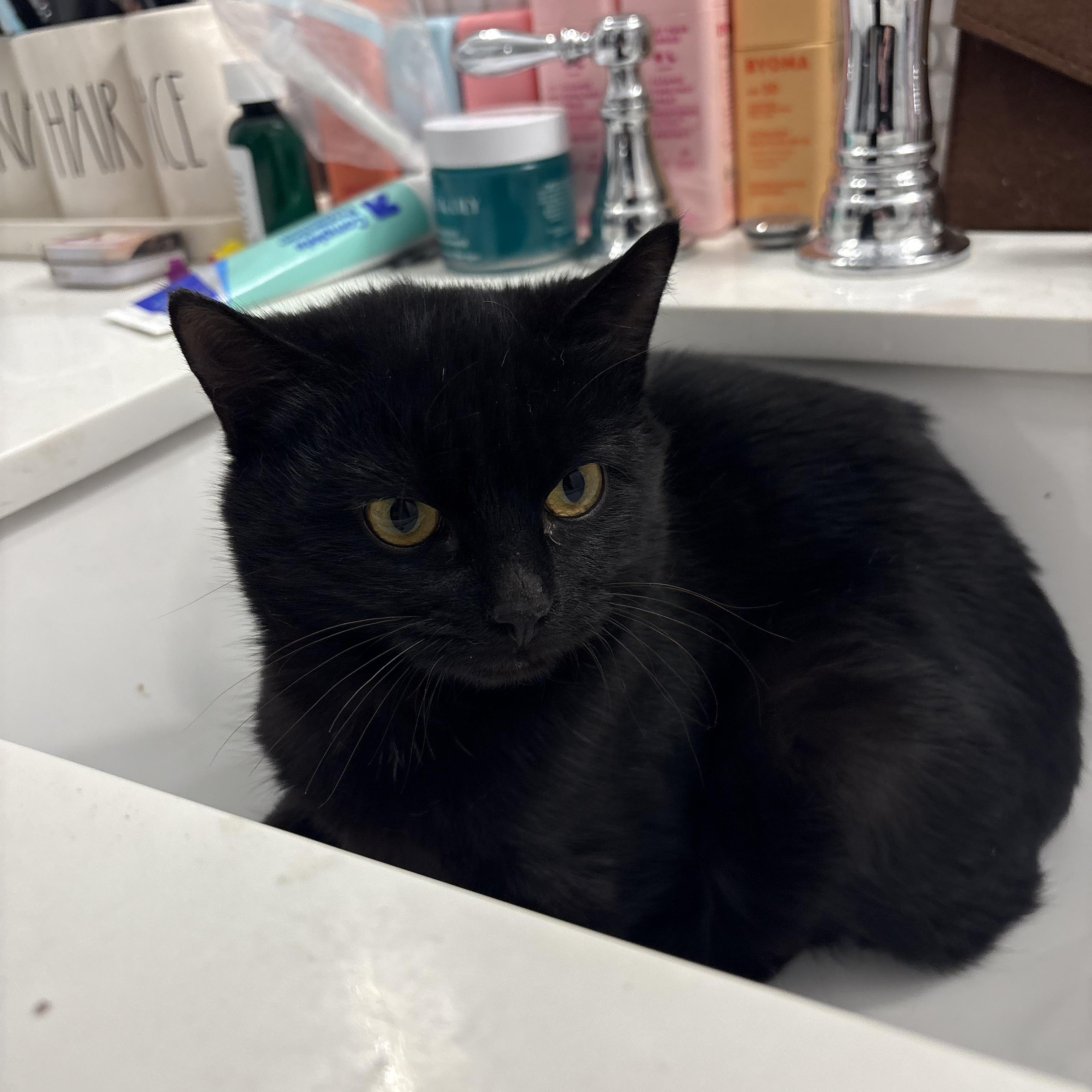 Enlarge Salem, a ADOPTABLE Domestic Short Hair in Mount Pleasant, NC image 1/2