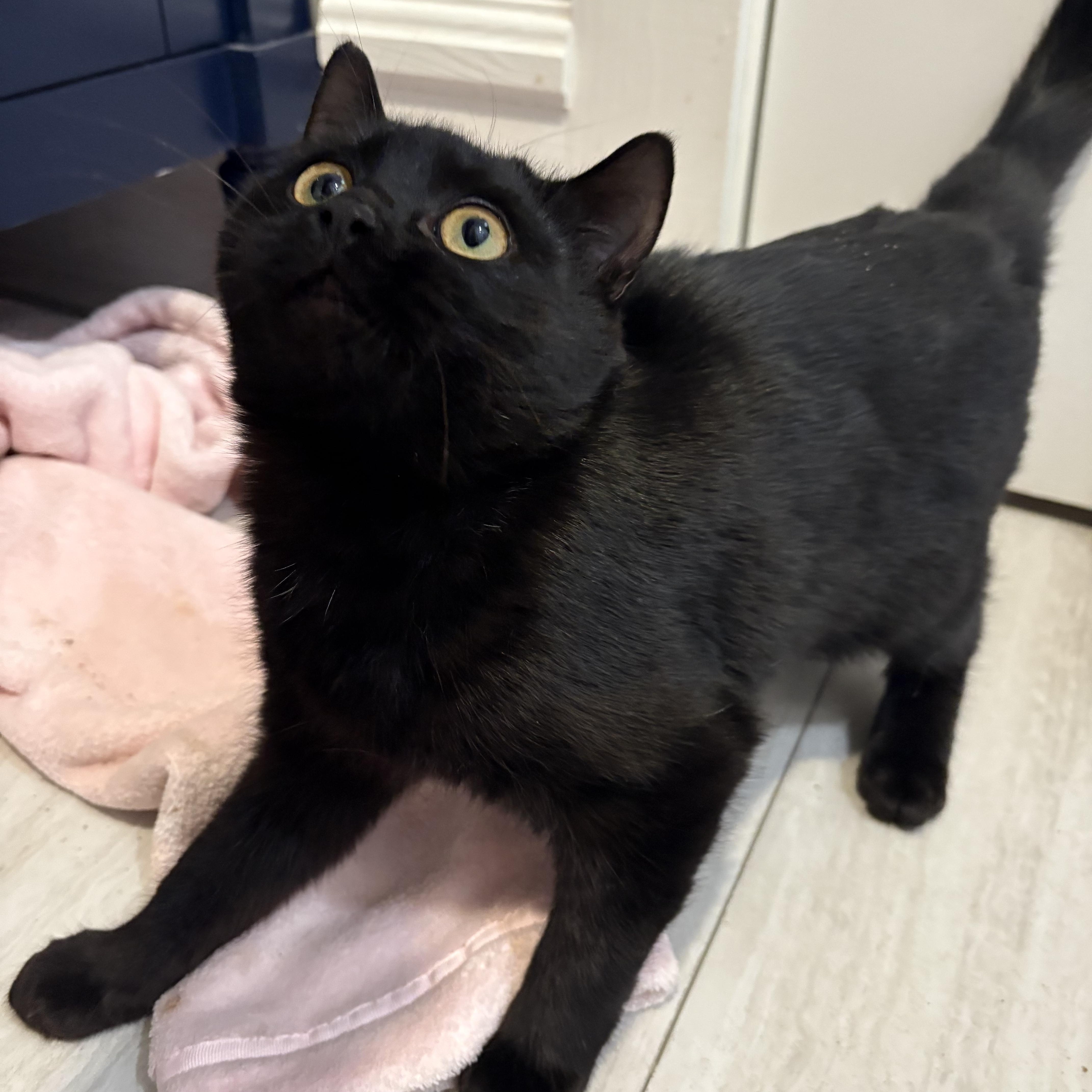 Enlarge Salem, a ADOPTABLE Domestic Short Hair in Mount Pleasant, NC image 2/2