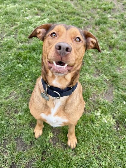 Marla, ADOPTABLE, Adult Female Mixed Breed.