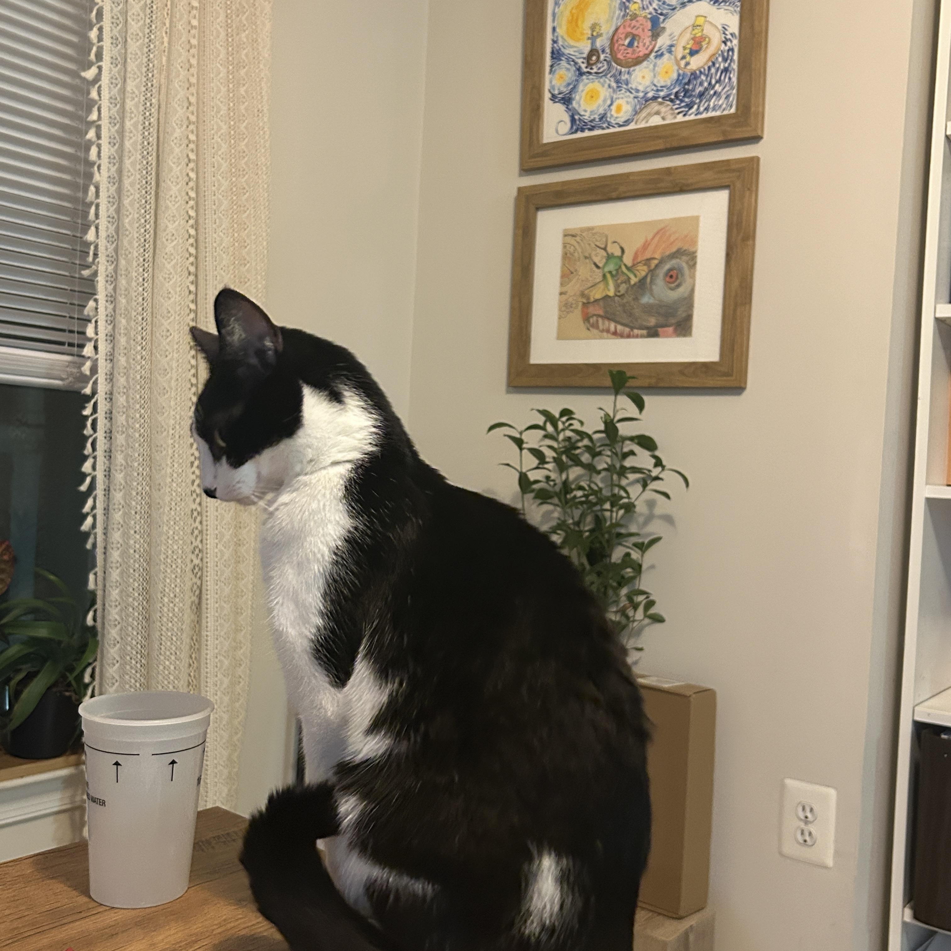 Enlarge Panda (M), a ADOPTABLE Domestic Short Hair in Fairfax, VA image 3/5