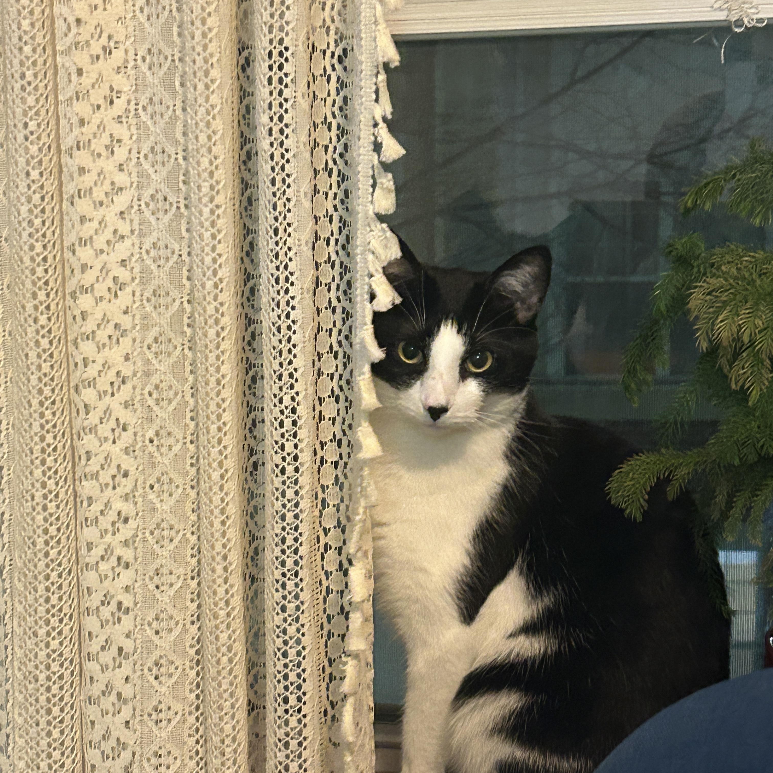 Enlarge Panda (M), a ADOPTABLE Domestic Short Hair in Fairfax, VA image 4/5