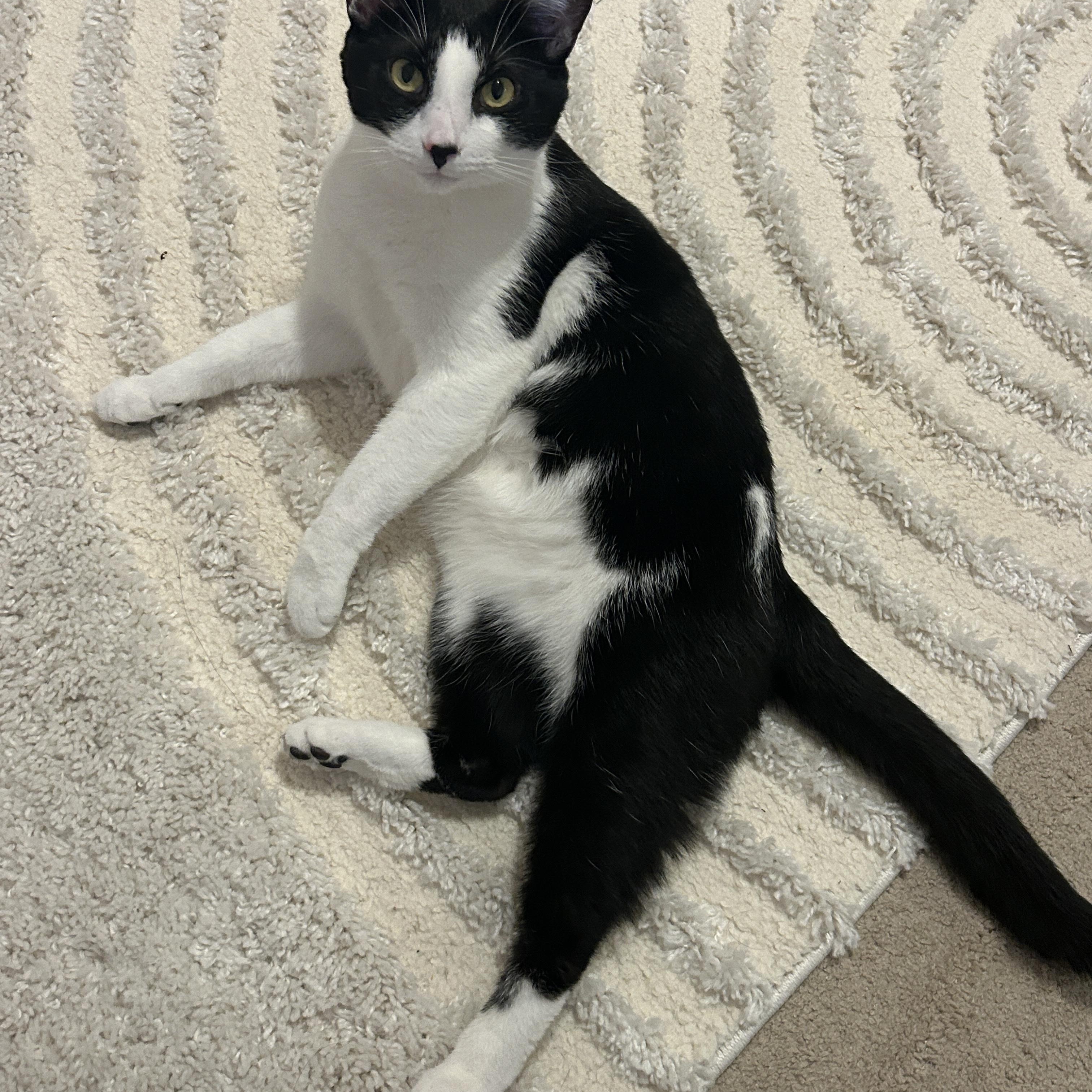 Enlarge Panda (M), a ADOPTABLE Domestic Short Hair in Fairfax, VA image 5/5