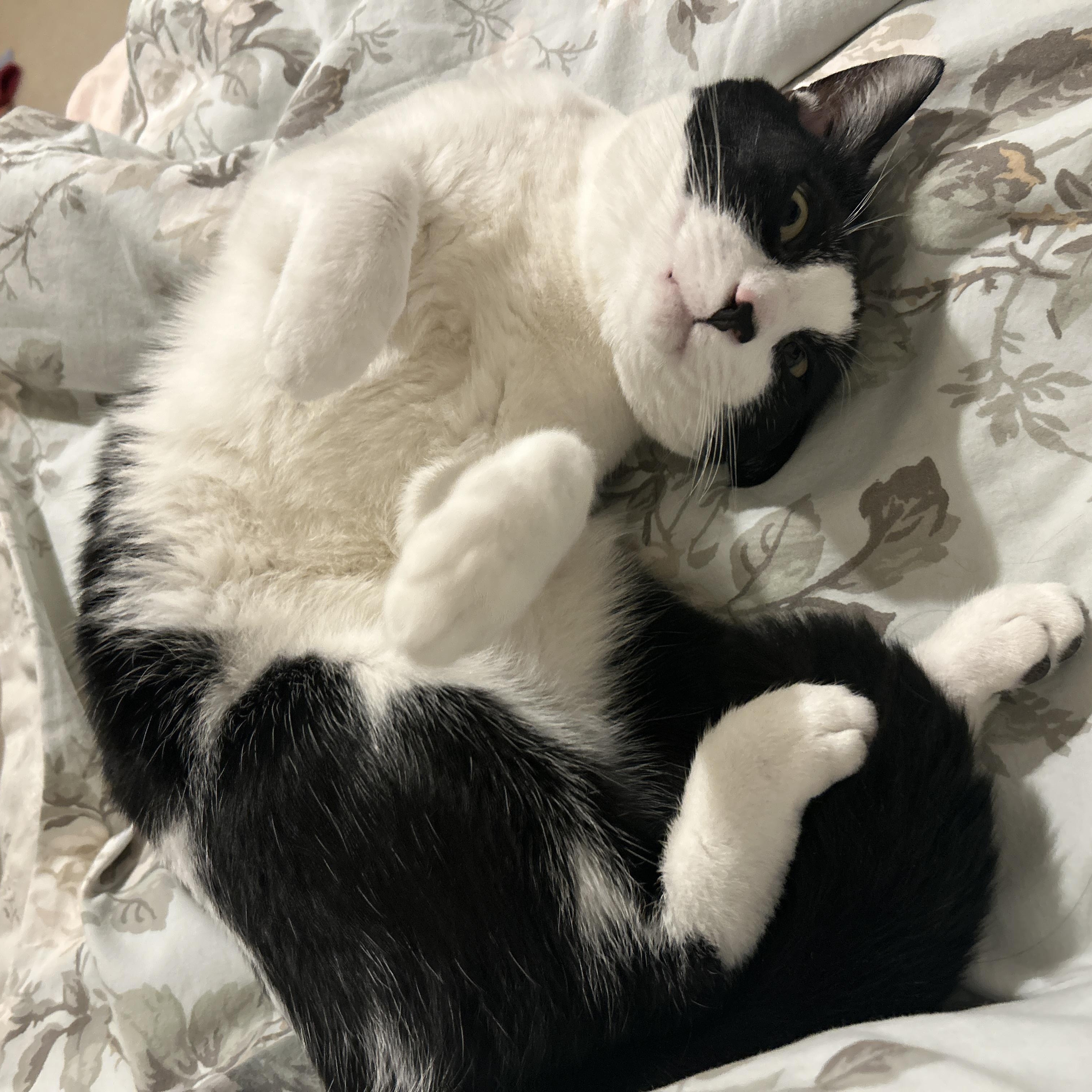 Panda (M), ADOPTABLE, Adult Male Domestic Short Hair.