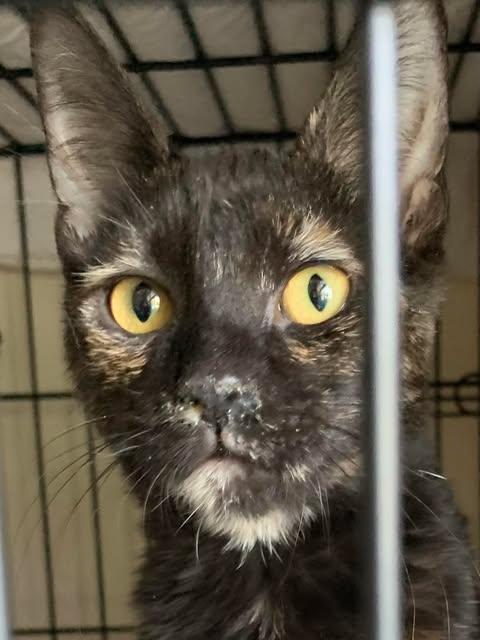 Enlarge Phoebe, a Adoptable mixed breed in Santa Clara, CA image 4/6