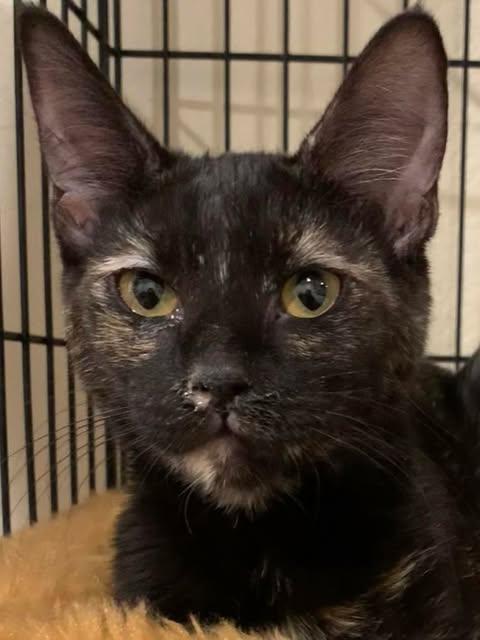 Enlarge Phoebe, a Adoptable mixed breed in Santa Clara, CA image 3/6