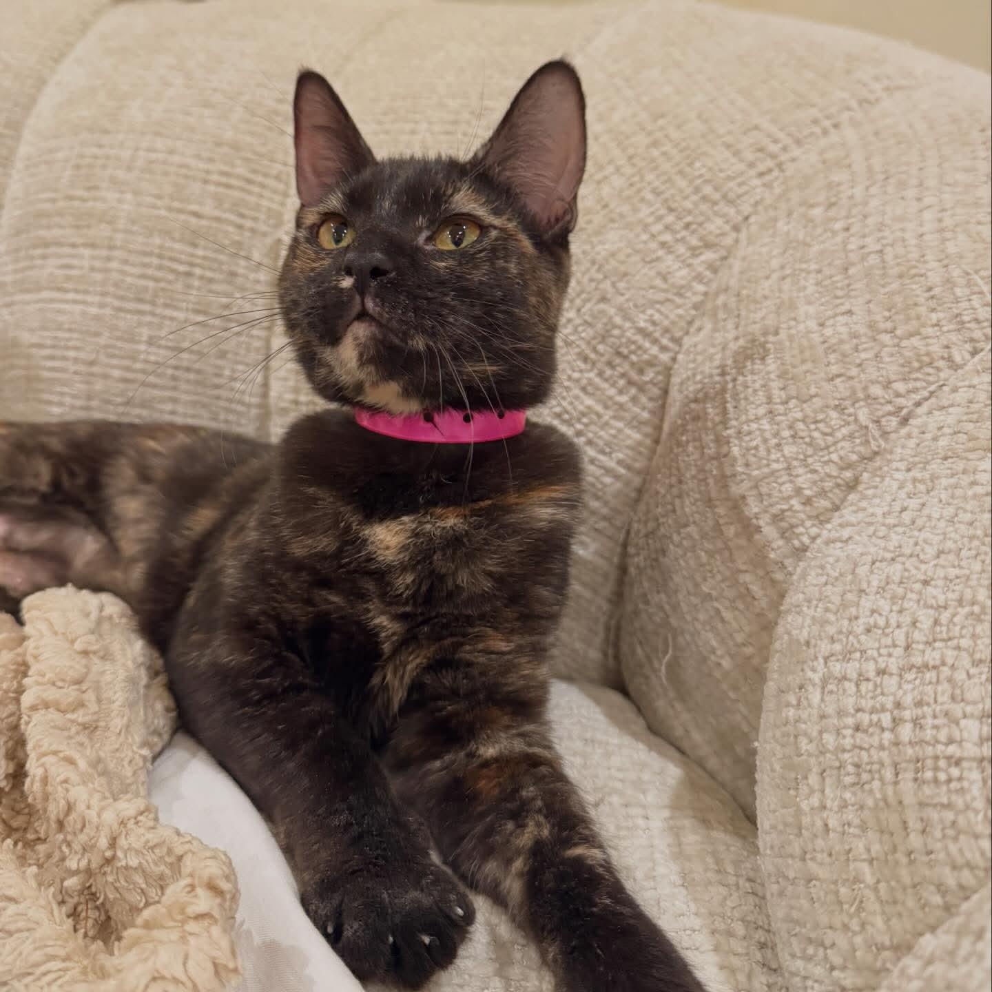 Enlarge Phoebe, a Adoptable mixed breed in Santa Clara, CA image 2/6