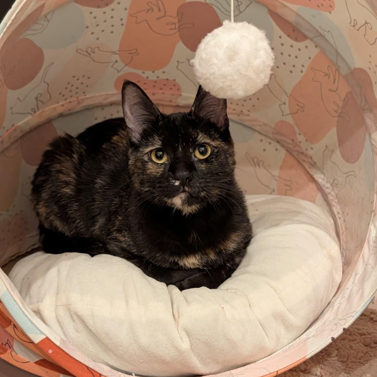 Phoebe, Adoptable, Kitten Female Domestic Short Hair & Tortoiseshell.