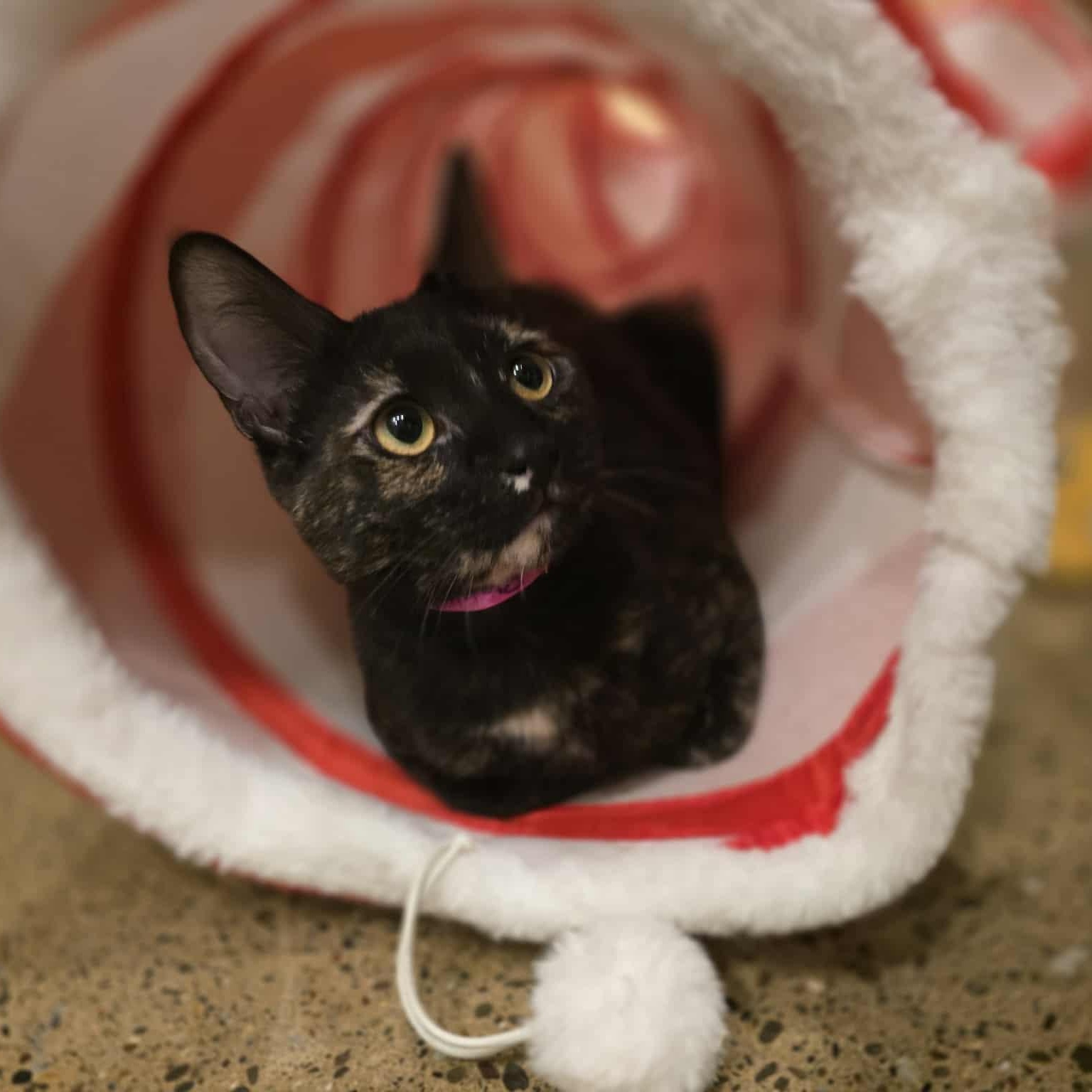 Enlarge Phoebe, a Adoptable mixed breed in Santa Clara, CA image 6/6