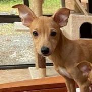 Cookie, a Adoptable mixed breed in Ferndale, WA image 2/5