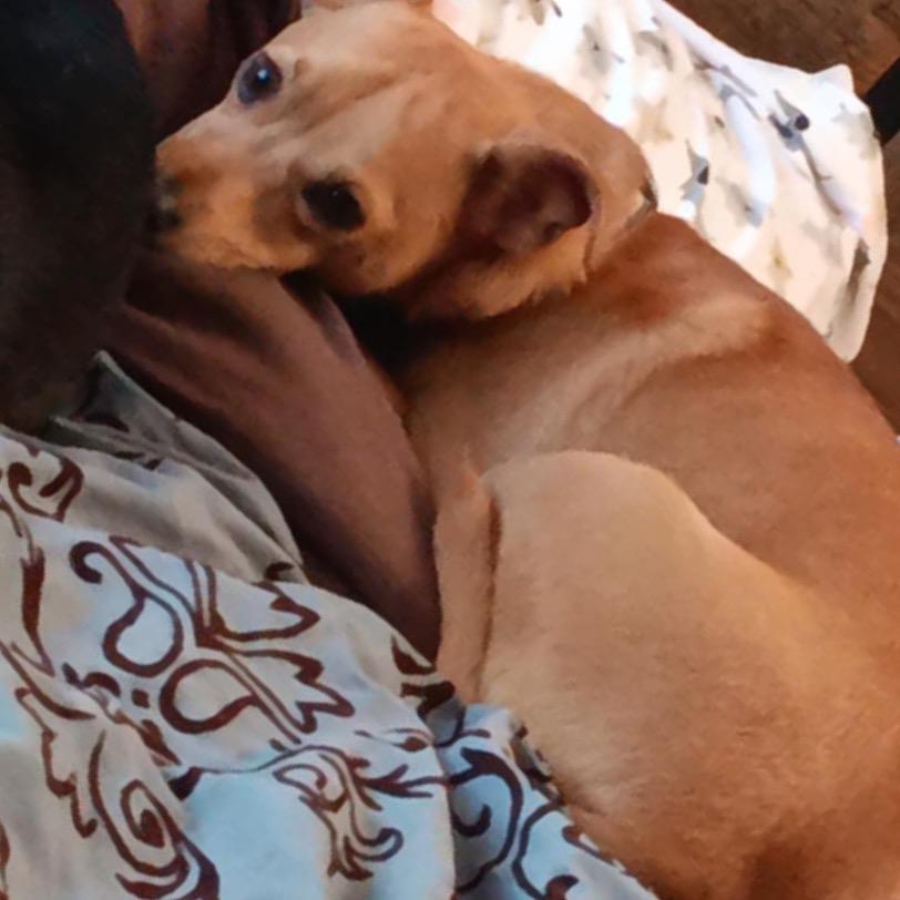 Cookie, a Adoptable mixed breed in Ferndale, WA image 3/5