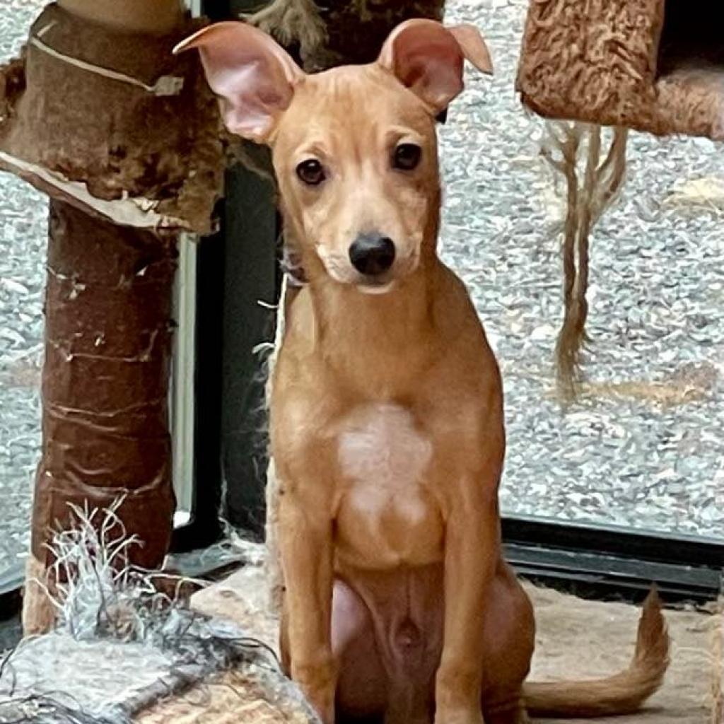 Cookie, a Adoptable mixed breed in Ferndale, WA image 5/5