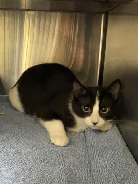 Enlarge SPICY, a Adoptable Domestic Short Hair in Lees Summit, MO image 1/1