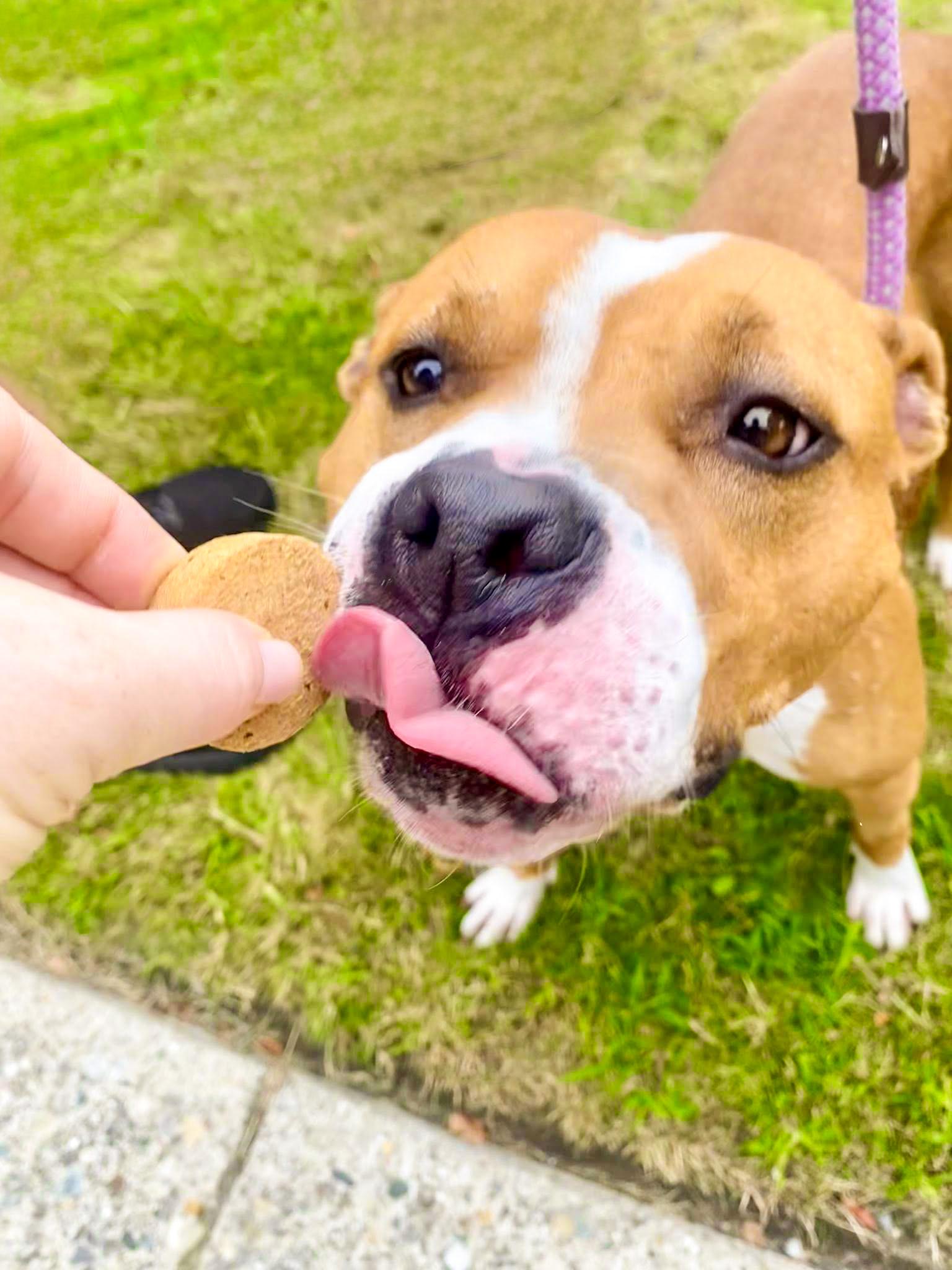 AMY- Needs a foster/forever home!