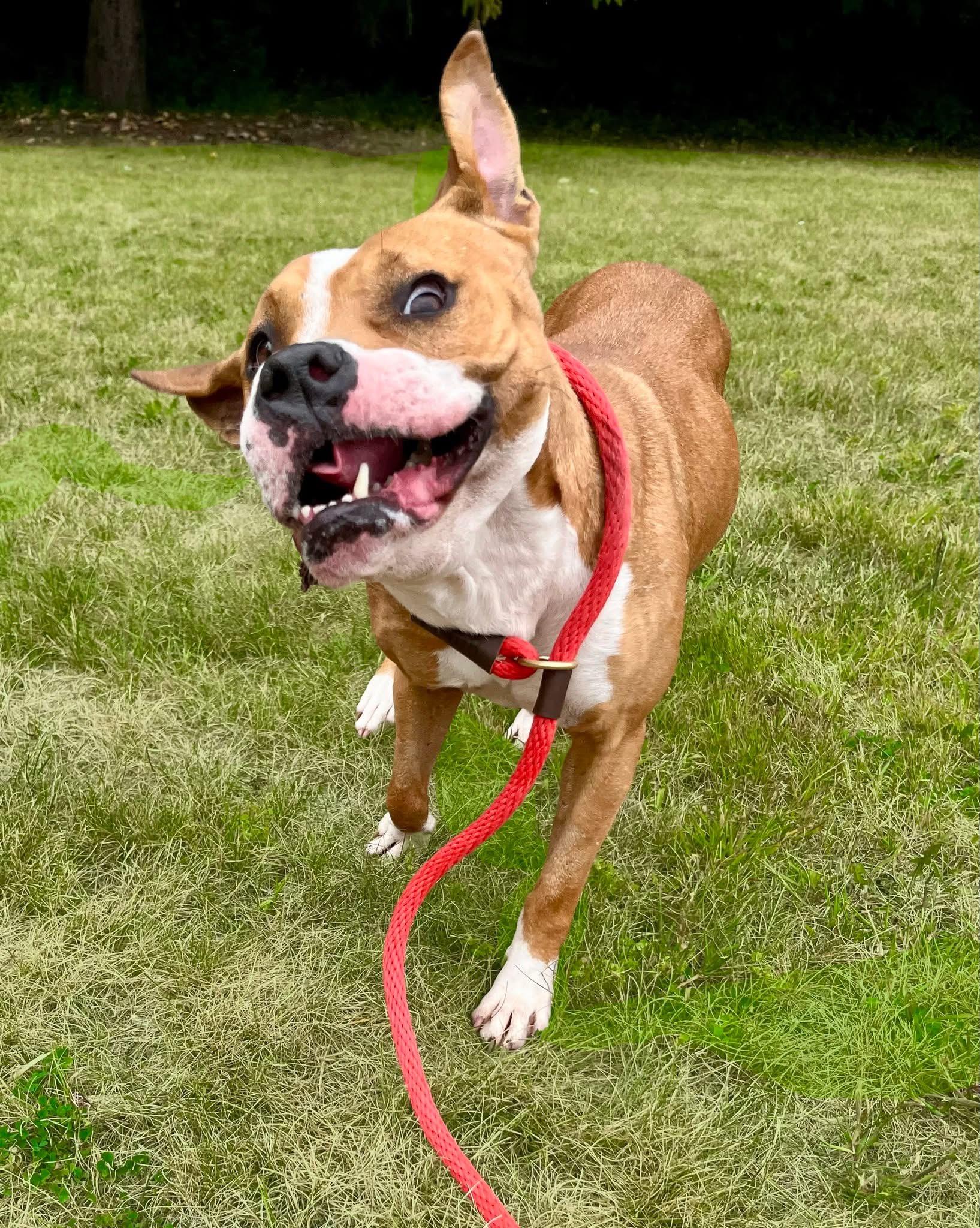 AMY- Needs a foster/forever home!