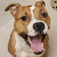 AMY- Needs a foster/forever home!