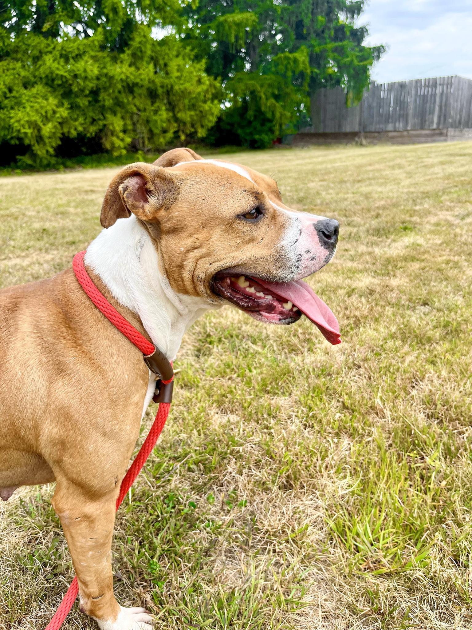 AMY- Needs a foster/forever home! — thumbnail 3